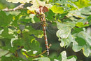 Blaugrüne Mosaikjungfer, weibl., Aeshna cyanea