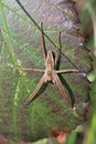 Listspinne, Pisaura mirabilis