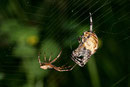 Gartenkreuzspinne, Araneus diadematus