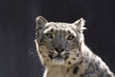 Schneeleopard