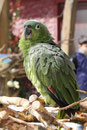 Müller-Amazone