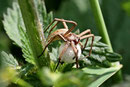 Listspinne mit Kokon, Pisaura mirabilis