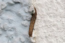 Raupe einer breitflügeligen Bandeule, Noctua comes