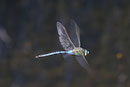 Große Königslibelle, Anax imperator