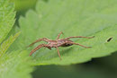 Listspinne, Pisaura mirabilis