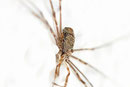 Schneider, Dicranopalpus ramosus