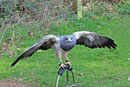 Kordillerenadler