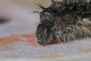 Raupe vom Distelfalter, Vanessa cardui