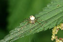 Herbstspinne, Metellina segmentata