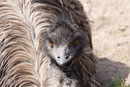 Emu