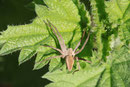 Listspinne, Pisaura mirabilis