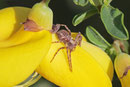 Flachstrecker, Philodromus aureolus-Gruppe