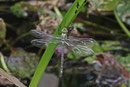 Blaugrüne Mosaikjungfer, Aeshna cyanea