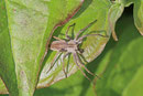 Listspinne, Pisaura mirabilis