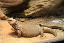 Nordafrikanische Dornschwanzagame, Uromastyx acanthinura