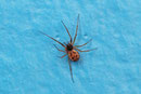 Winkelweberchen, Tenuiphantes sp.