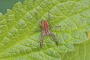 Listspinne, Pisaura mirabilis