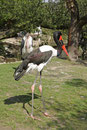 Sattelstorch