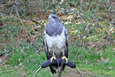 Kordillerenadler