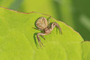 Krabbenspinne, Xysticus cristatus-Gruppe