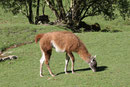Guanako