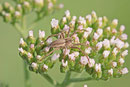 Listspinne, Pisaura mirabilis