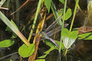 Große Königslibelle, Anax imperator