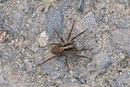 Wolfspinne, Pardosa lugubries Gruppe