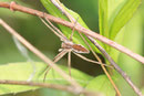 Listspinne, Pisaura mirabilis
