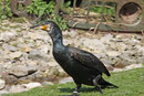 Kormoran