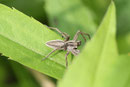 Listspinne, Pisaura mirabilis