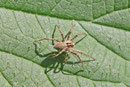 Listspinne, Pisaura mirabilis