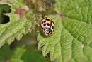 Kugeliger Marienkäfer, Oenopia conglobata