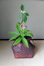 耳付き籠　珊瑚水木　八つ手花笠