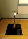 白玉椿