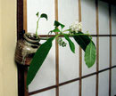 山牛蒡　踞る掛け花入