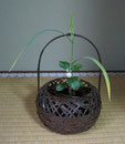 雀の鉄砲　菊篭