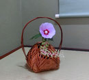 ムクゲ　山牛蒡