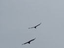 ... da fliegen sie...