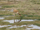 Vicuna im NP Lauca