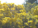 Nat.Park Villarica