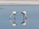Flamingos an der Laguna Chaxa