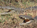 Krokodile am Weg hätten wir fast übersehen.