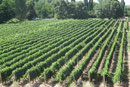 Weinbaugebiet um Mendoza...