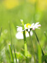 Sommerwiese