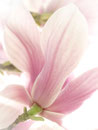 Magnolie