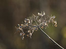 Herbst
