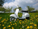 Vespa 125 Primavera im Frühling