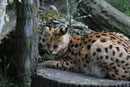 Zoo(m) Gelsenkirchen