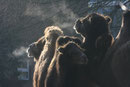 Zoo Krefeld